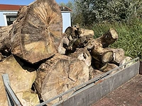 Boomstammen - afbeelding 3 van  3