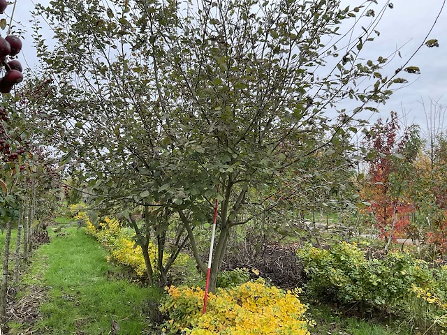 Boswilg struik - salix caprea - afbeelding 1 van  4