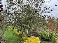 Boswilg struik - salix caprea - afbeelding 1 van  4