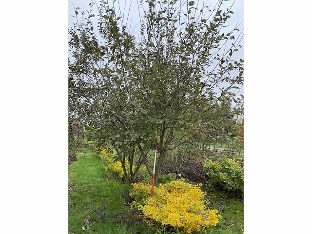 Boswilg struik - salix caprea - afbeelding 2 van  4