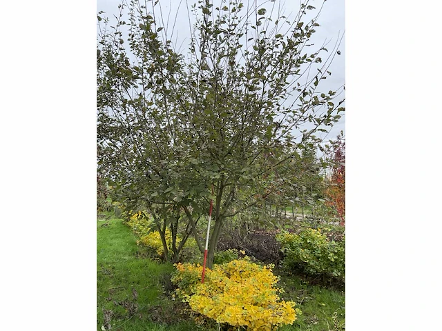 Boswilg struik - salix caprea - afbeelding 3 van  4
