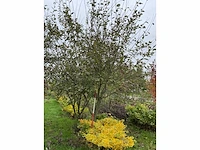 Boswilg struik - salix caprea - afbeelding 3 van  4