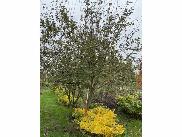 Boswilg struik - salix caprea - afbeelding 4 van  4