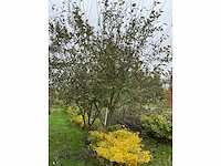 Boswilg struik - salix caprea - afbeelding 4 van  4