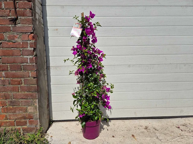 Bougainvillea sanderiana piramide - hoogte ca. 100cm - afbeelding 1 van  3