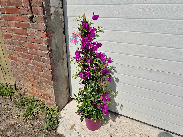 Bougainvillea sanderiana piramide - hoogte ca. 100cm - afbeelding 2 van  3