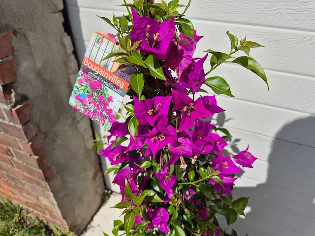 Bougainvillea sanderiana piramide - hoogte ca. 100cm - afbeelding 3 van  3