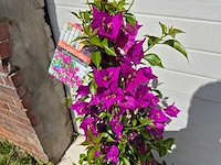 Bougainvillea sanderiana piramide - hoogte ca. 100cm - afbeelding 3 van  3