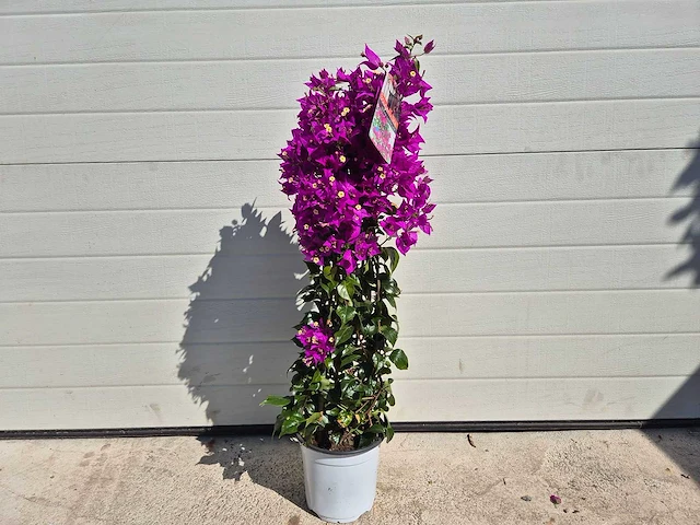 Bougainvillea sanderiana piramide - hoogte ca. 120cm - afbeelding 1 van  3