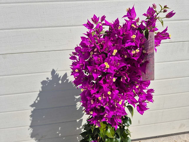 Bougainvillea sanderiana piramide - hoogte ca. 120cm - afbeelding 2 van  3