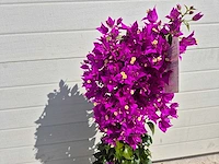 Bougainvillea sanderiana piramide - hoogte ca. 120cm - afbeelding 2 van  3