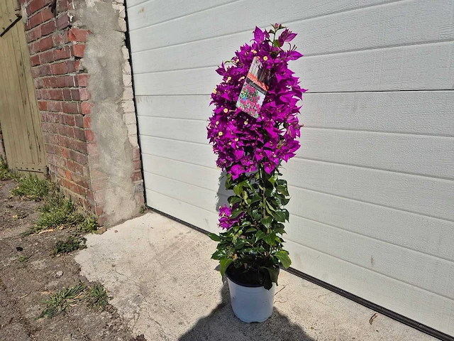 Bougainvillea sanderiana piramide - hoogte ca. 120cm - afbeelding 3 van  3