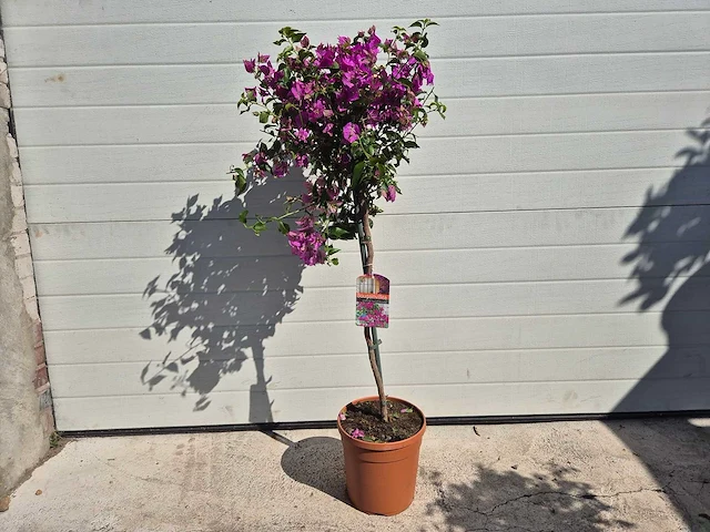 Bougainvillea sanderiana stam - hoogte ca. 120cm - afbeelding 1 van  2