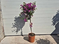 Bougainvillea sanderiana stam - hoogte ca. 120cm - afbeelding 1 van  2