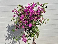 Bougainvillea sanderiana stam - hoogte ca. 120cm - afbeelding 2 van  2