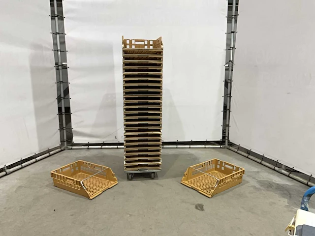 Broodkrat (250x) - afbeelding 3 van  6