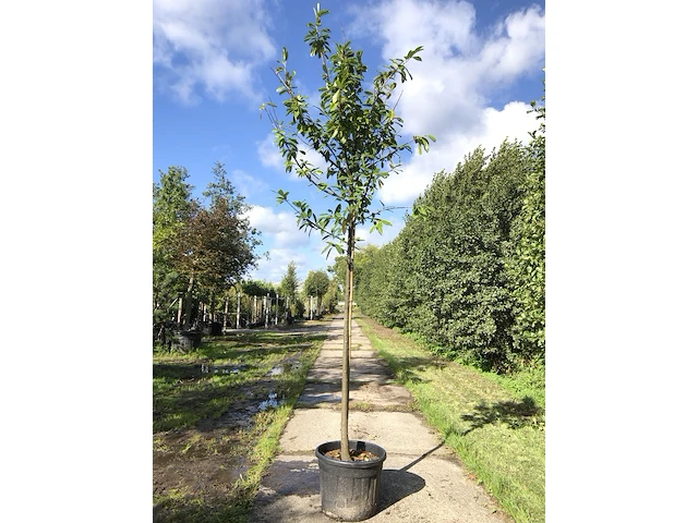 Ca. 10 laurierkers prunus 'novita', leigeschikt, wintergroen, ca. 4 m hoog - afbeelding 1 van  3
