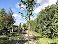 Ca. 10 laurierkers prunus 'novita', leigeschikt, wintergroen, ca. 4 m hoog - afbeelding 1 van  3
