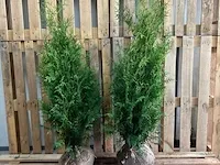 Ca. 100x coniferen thuja brabant 80 tot 100 centimeter (exclusief kluit gemeten), haagplant met kluit