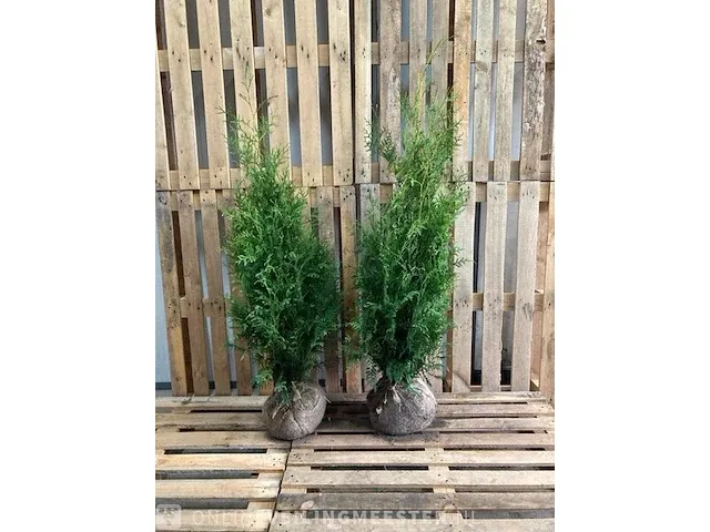 Ca. 100x coniferen thuja brabant 80 tot 100 centimeter (exclusief kluit gemeten), haagplant met kluit - afbeelding 1 van  1