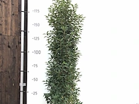 Ca. 100x portugese laurier prunus 'angustifolia', haagplant (met kluit), wintergroen, ca. 50 m1 haag - afbeelding 1 van  2