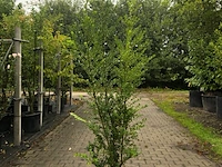 Ca. 12 japanse hulst ilex 'green hedge', haagplant, wintergroen, ca. 150 cm hoog - afbeelding 1 van  2