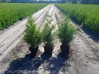 Ca. 125x coniferen thuja brabant 60 tot 80 centimeter (exclusief kluit gemeten), haagplant met hangkluit