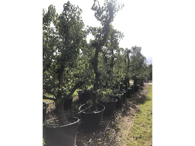 Ca. 20 perenboom pyrus 'conference', karakterboom, vruchtdragend, ca. 250 cm hoog - afbeelding 5 van  6
