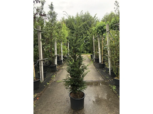 Ca. 20 venijnboom taxus baccata, haagplant, wintergroen, ca. 7 m1 haag - afbeelding 1 van  3