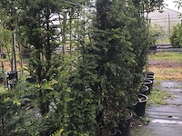 Ca. 20 venijnboom taxus baccata, haagplant, wintergroen, ca. 7 m1 haag - afbeelding 3 van  3