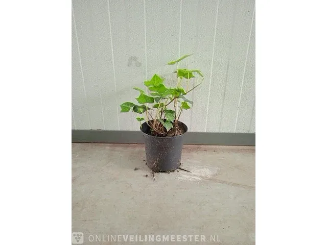 Ca. 200x klimop hedera hibernica 20 tot 40 centimeter (exclusief pot gemeten), haagplant in pot - afbeelding 1 van  1