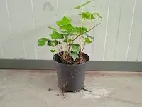Ca. 200x klimop hedera hibernica 20 tot 40 centimeter (exclusief pot gemeten), haagplant in pot - afbeelding 1 van  1