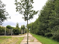 Ca. 25 laurierkers prunus 'novita', leigeschikt, wintergroen, ca. 3 m hoog - afbeelding 1 van  2