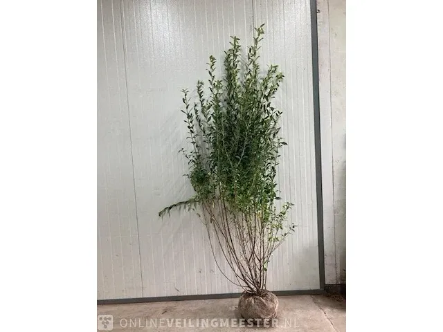 Ca. 30x liguster, ligustrum ovalifolium 175 tot 200 centimeter (exclusief kluit gemeten), haagplant met kluit - afbeelding 1 van  1