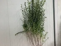 Ca. 30x liguster, ligustrum ovalifolium 175 tot 200 centimeter (exclusief kluit gemeten), haagplant met kluit - afbeelding 1 van  1