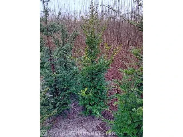 Ca. 30x taxus baccata 125 tot 150 centimeter (exclusief kluit gemeten), haagplant met kluit - afbeelding 1 van  1