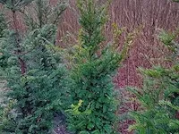 Ca. 30x taxus baccata 125 tot 150 centimeter (exclusief kluit gemeten), haagplant met kluit - afbeelding 1 van  1
