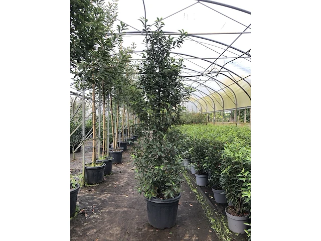 Ca. 35 portugese laurier prunus 'angustifolia', haagplant, wintergroen, ca. 20 m1 haag - afbeelding 1 van  3