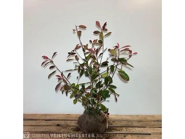 Ca. 45x glansmispel photinia fraseri 'red robin' 100+ centimeter (exclusief kluit gemeten), haagplant met kluit - afbeelding 1 van  1
