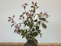 Ca. 45x glansmispel photinia fraseri 'red robin' 100+ centimeter (exclusief kluit gemeten), haagplant met kluit - afbeelding 1 van  1