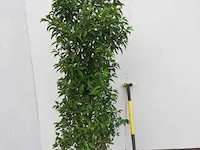 Ca. 45x portugese laurier prunus lusitanica 'angustifolia' 100-120 centimeter (gemeten zonder kluit), haagplant met kluit