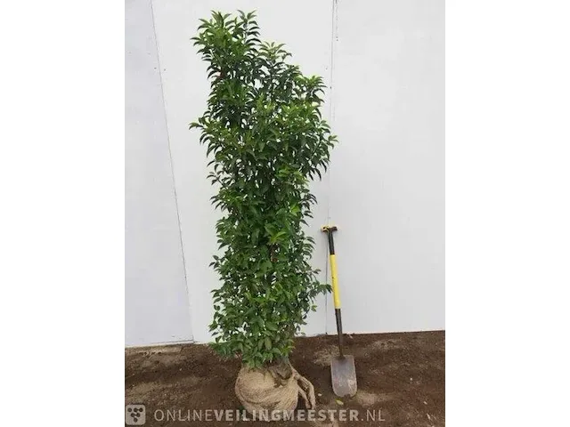 Ca. 45x portugese laurier prunus lusitanica 'angustifolia' 100-120 centimeter (gemeten zonder kluit), haagplant met kluit - afbeelding 1 van  1