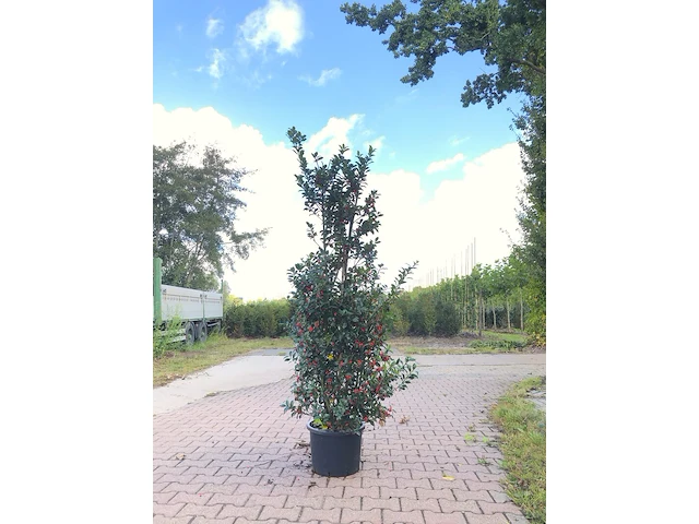 Ca. 50 hulst ilex 'blue maid/prince', haagplant, wintergroen, ca. 125-150 cm hoog - afbeelding 1 van  5