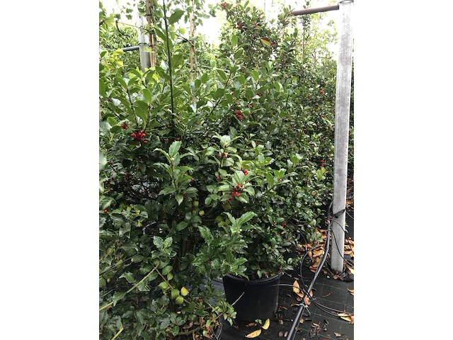 Ca. 50 hulst ilex 'blue maid/prince', haagplant, wintergroen, ca. 125-150 cm hoog - afbeelding 3 van  5