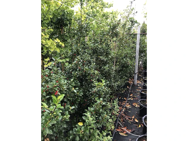 Ca. 50 hulst ilex 'blue maid/prince', haagplant, wintergroen, ca. 125-150 cm hoog - afbeelding 4 van  5