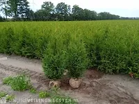 Ca. 50x coniferen thuja brabant 140 tot 160 centimeter (exclusief kluit gemeten), haagplant met kluit - afbeelding 1 van  2