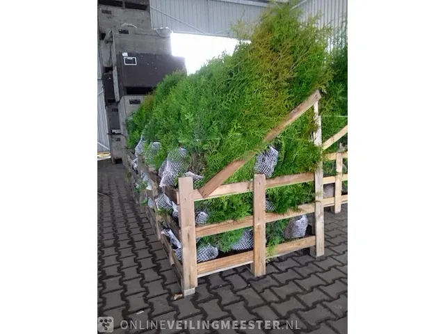 Ca. 50x coniferen thuja brabant 140 tot 160 centimeter (exclusief kluit gemeten), haagplant met kluit - afbeelding 2 van  2