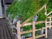 Ca. 50x coniferen thuja brabant 140 tot 160 centimeter (exclusief kluit gemeten), haagplant met kluit - afbeelding 2 van  2