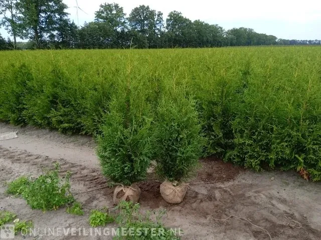 Ca. 50x coniferen thuja brabant 140 tot 160 centimeter (exclusief kluit gemeten), haagplant met kluit - afbeelding 1 van  2