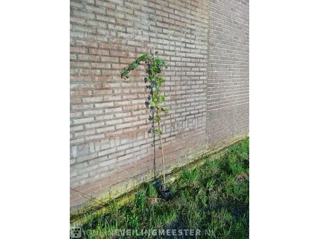 Ca. 75x klimop hedera hibernica 175 tot 200 centimeter (exclusief pot gemeten), haagplant in pot - afbeelding 1 van  1